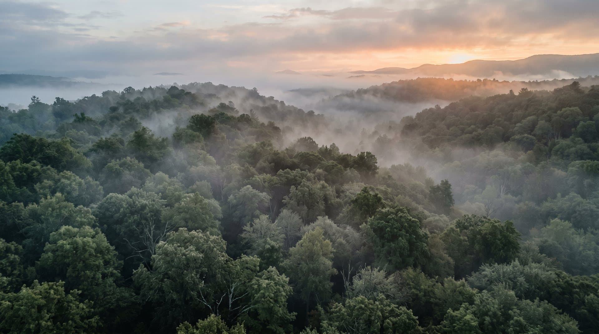 Mist drifting through a dense hardwood forest canopy at dawn